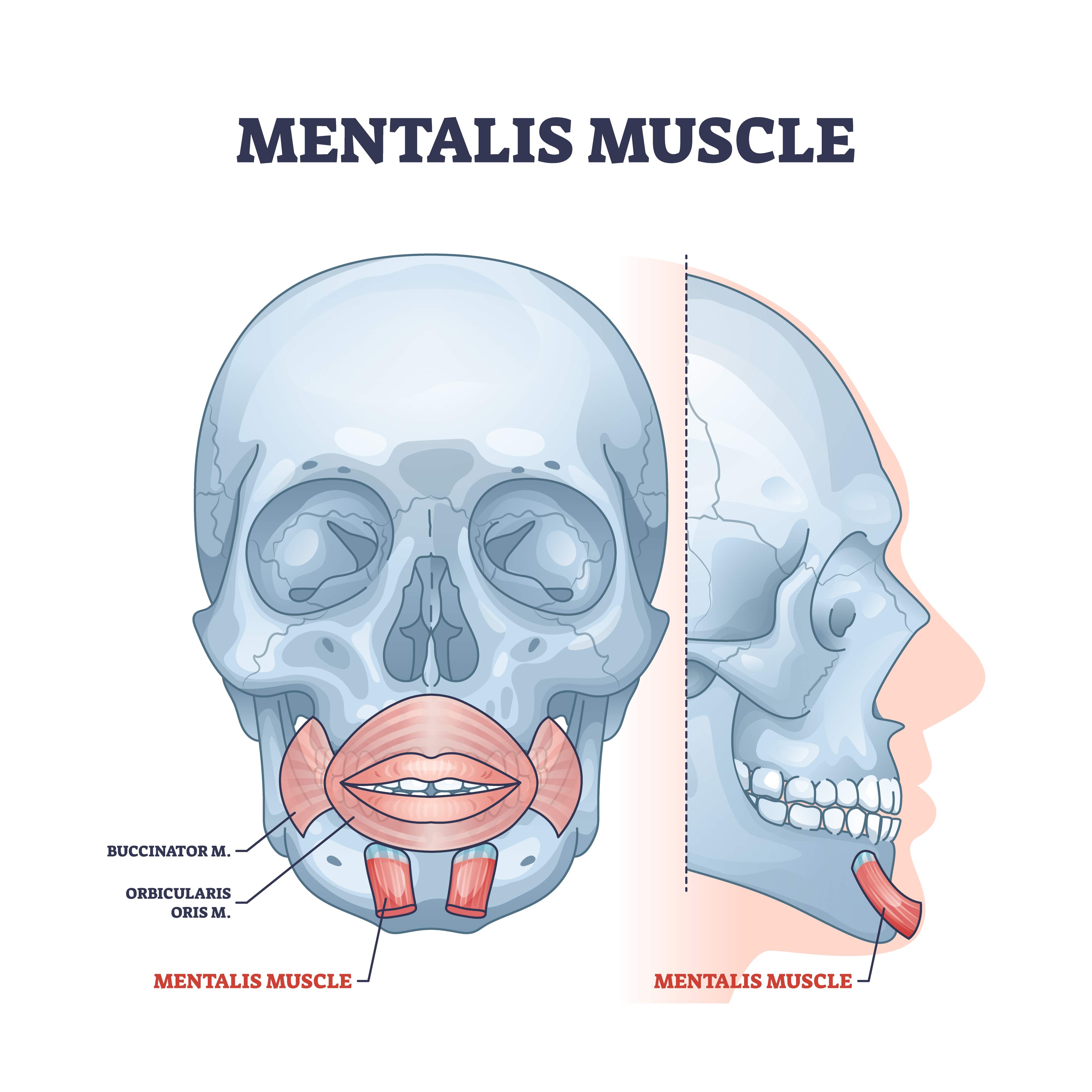 mentalis-muscle