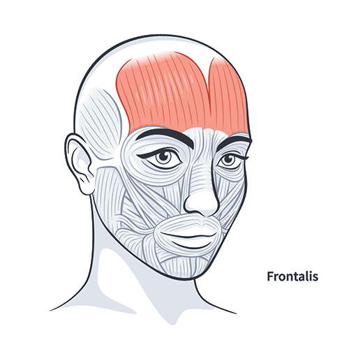 frontalis