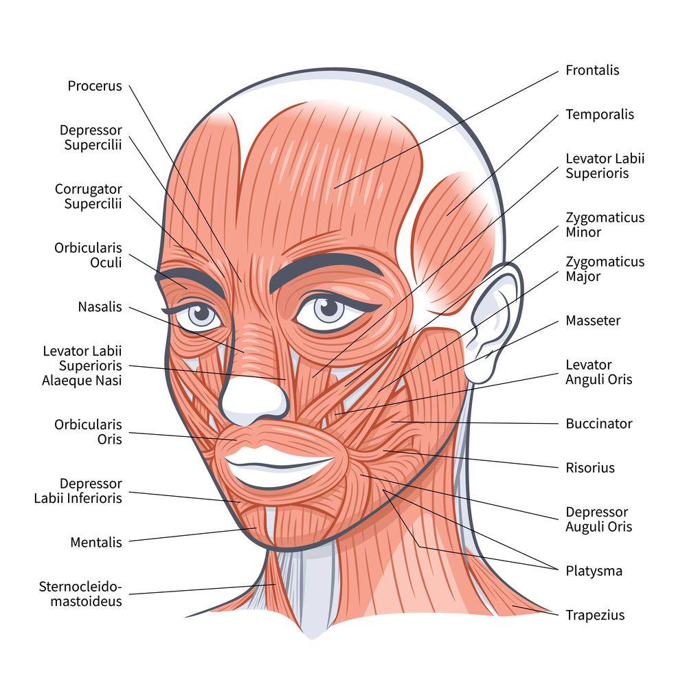 mentalis-muscle-place-in-face