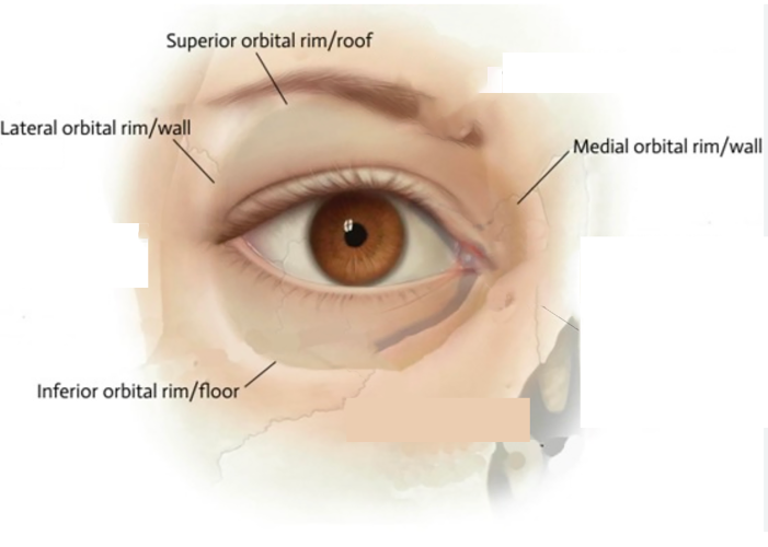 orbital rim
